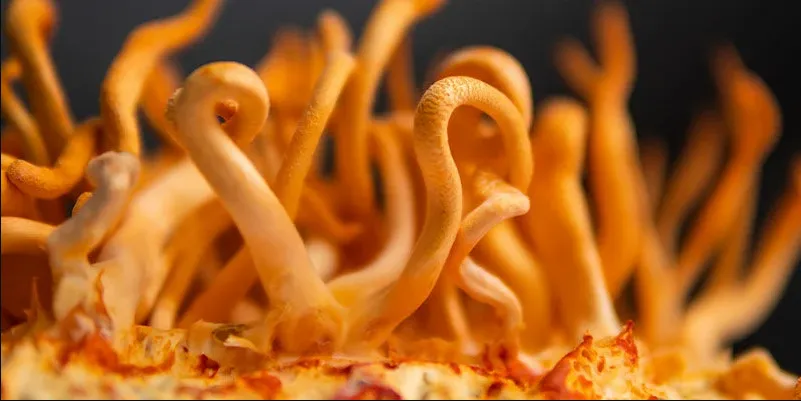 Cordyceps: The Miracle Mushroom for Health and Wellness